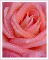 Picture Title - Wet rose...