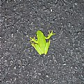 Picture Title - frog and asphalt