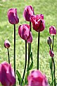 Picture Title - Niagara tulips