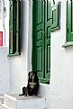 Picture Title - Doggie on the Doorstep