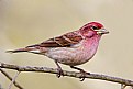 Picture Title - Male Cassin's Finch