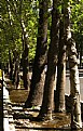 Picture Title - TREES