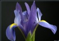 Picture Title - Bearded Iris