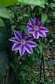 Picture Title - clematis