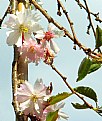 Picture Title - Blossom, smile some sunshine ..