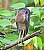 Boat-Billed Heron