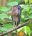 Picture Title - Boat-Billed Heron