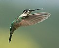 Picture Title - Magnificent Hummingbird