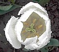 Picture Title - white tulip