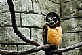 Picture Title - Owl