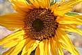 Picture Title - Otro girasol