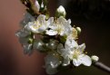 Picture Title - Backyard Blossoms