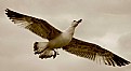 Picture Title - seagull