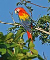 Picture Title - Scarlet Macaw