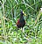 Northern Jacana