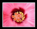 Picture Title - Pink Flower Pinwheel