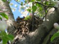 Picture Title - The Apple Nest