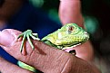 Picture Title - Iguana
