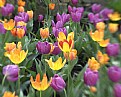 Picture Title - Lensbaby Tulips