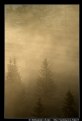 Picture Title - Magic forest