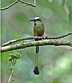 Picture Title - Turquoise-browned Motmot