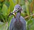 Little Blue Heron and the Salamander