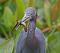 Picture Title - Little Blue Heron and the Salamander