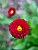 Flower 40