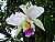 Orquidea flor Nacional