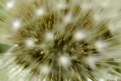 Picture Title - Dandelion 3