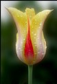 Picture Title - If Ya Got It  - Flaunt It!