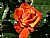 flower #4