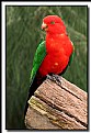 Picture Title - Australian King Parrot.
