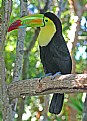 Picture Title - Keel-billed Toucan