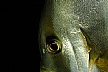 Picture Title - batfish portrait