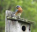 Picture Title - Eastern Bluebird