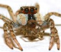 Picture Title - Jumping Spider