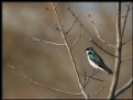 Picture Title - Tree Swallow