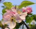 Picture Title - Apple Blossom