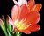 Clivia 1