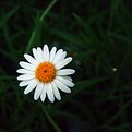 Picture Title - daisy