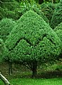 Picture Title - "M" Tree