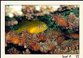 Picture Title - Lemon Goby