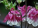 Picture Title - Drenched columbines