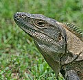 Picture Title - Black Iguana