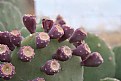 Picture Title - Prickly Pear