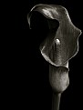 Picture Title - Delicate