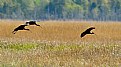 Picture Title - Glossy Ibis