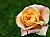 rose gialla
