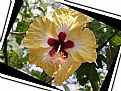 Picture Title - Yellow-Hibiscus